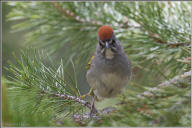 Rufous-crowned sparrow