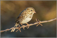 savannah sparrow