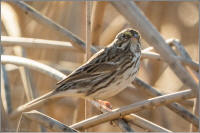 savannah sparrow