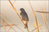 savannah sparrow