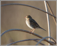 Savannah Sparrow