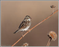 Savannah Sparrow