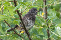 sooty fox sparrow