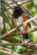 spotted towhee