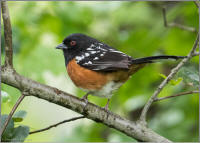 spotted towhee