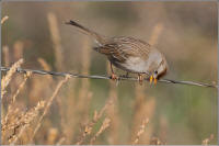 white-crowned sparrow