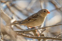 white-crowned sparrow