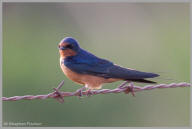 Barn swallow