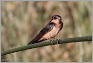 Barn Swallow