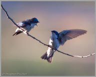 Tree swallow