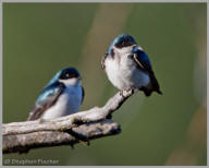 Tree Swallow