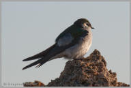 Violet-green Swallow