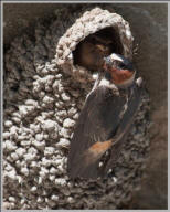 Cliff swallow