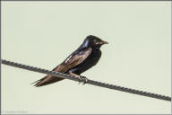 purple martin