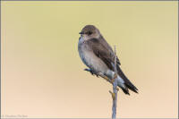 northern rough-winged swallow