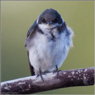 tree swallow