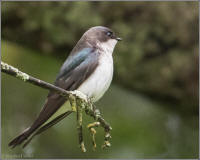 tree swallow