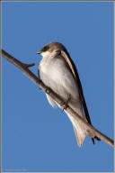 tree swallow