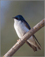 tree swallow