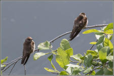 tree swallow