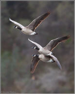 Canada geese