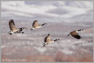 Canada Goose