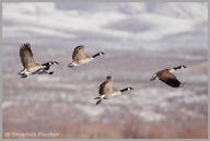 Canada Goose