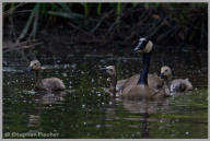 Canada Goose