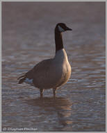 Canada Goose