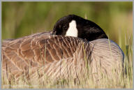 Canada Goose