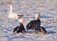 Snow Goose