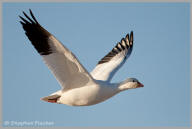 Snow Goose