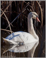 Tundra Swan