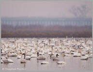 Tundra Swan