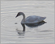 Tundra Swan