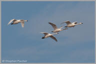 Tundra Swan