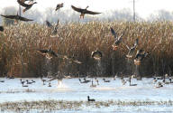 White-fronted Goose