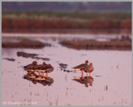 White-fronted Geese