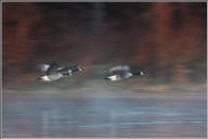 Canada geese in motion