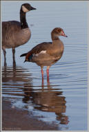 egyptian goose