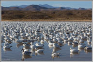 Snow geese mass