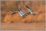 Snow geese