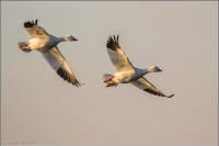 snow geese