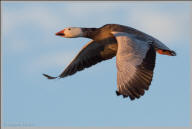 Snow geese