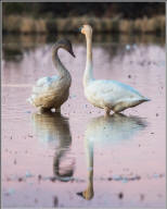 tundra swans