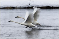 trumpeter swan