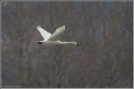 Trumpeter swan