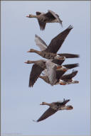 White-fronted geese