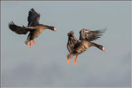 White-fronted geese