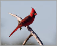 Northern Cardinal